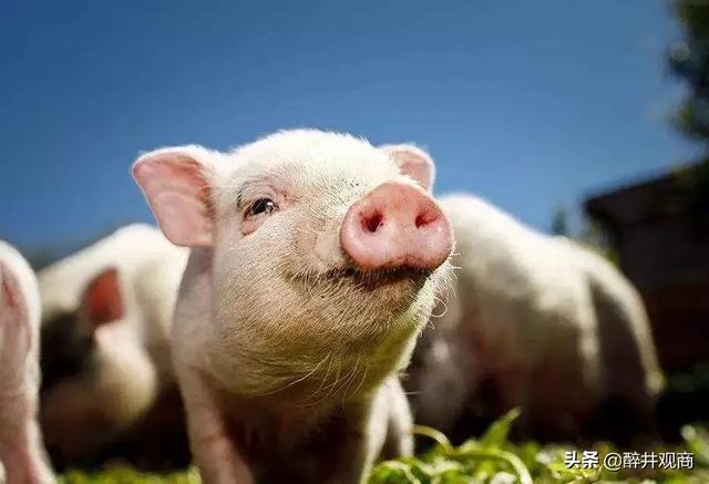 此次疫情过后，养猪行业有前途吗？