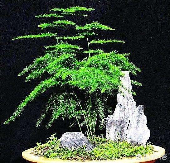 怎么才能把盆栽文竹养的又高又大？