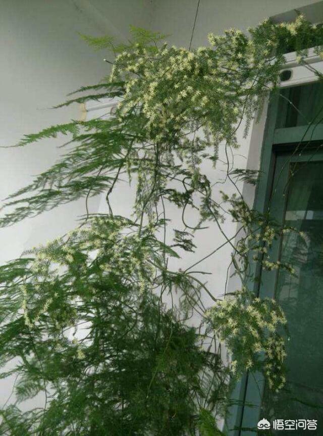 怎么才能把盆栽文竹养的又高又大？