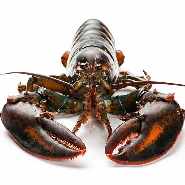 龙虾哪种做法比较好吃？（澳龙，波龙）？