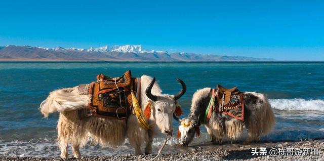 如何评价西藏和新疆旅游的不同感受？