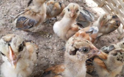 小鸡养殖有哪些实用的管理技术？