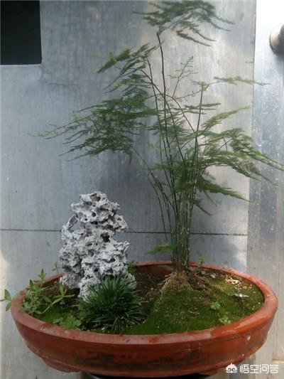 怎么让盆栽文竹长的更快更高？