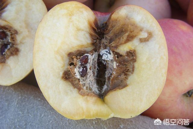 苹果霉心病有哪些危害？该怎样防治？