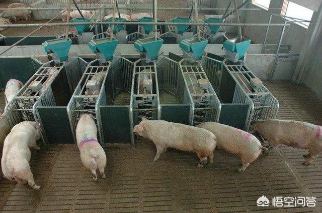 在农村养猪，如何分析猪场的经济效益？