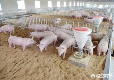 在农村养猪，如何分析猪场的经济效益？