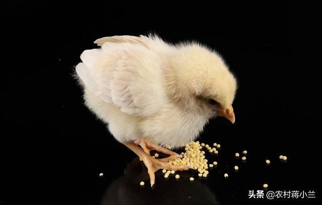 小鸡养殖的技术和方法是什么？