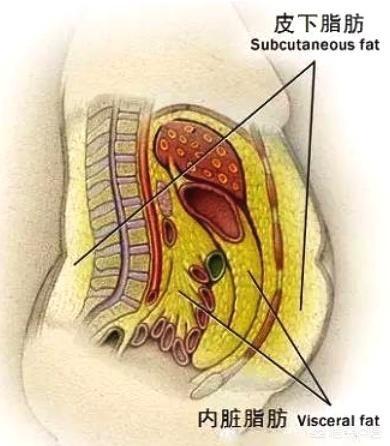 如何才能知道“内脏脂肪”多不多，如何减内脏脂肪？
