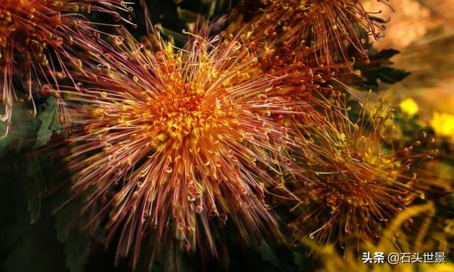 花卉摄影如何拍出爆炸效果？