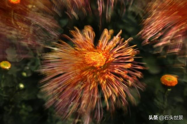 花卉摄影如何拍出爆炸效果？