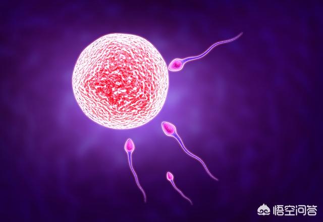 备孕期如何知道卵子质量的好与坏？