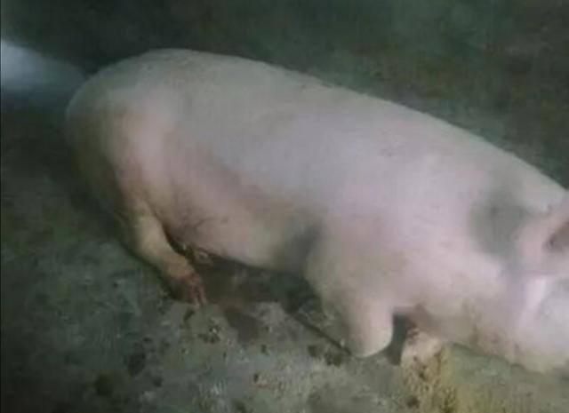 50斤左右的猪得口蹄疫怎么治？"